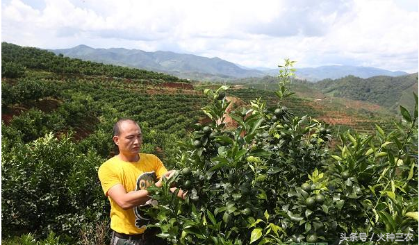 2018水果行业一片惨淡，果农如何在夹缝中求生存？