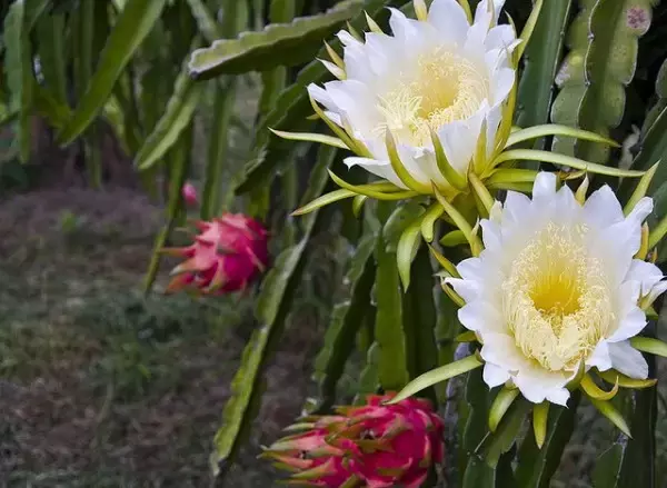 水果开花,美死了!忍不住发给你看看