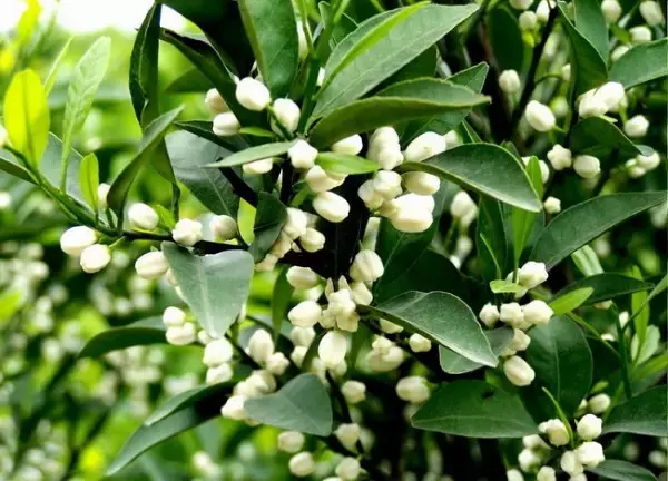 水果开花,美死了!忍不住发给你看看