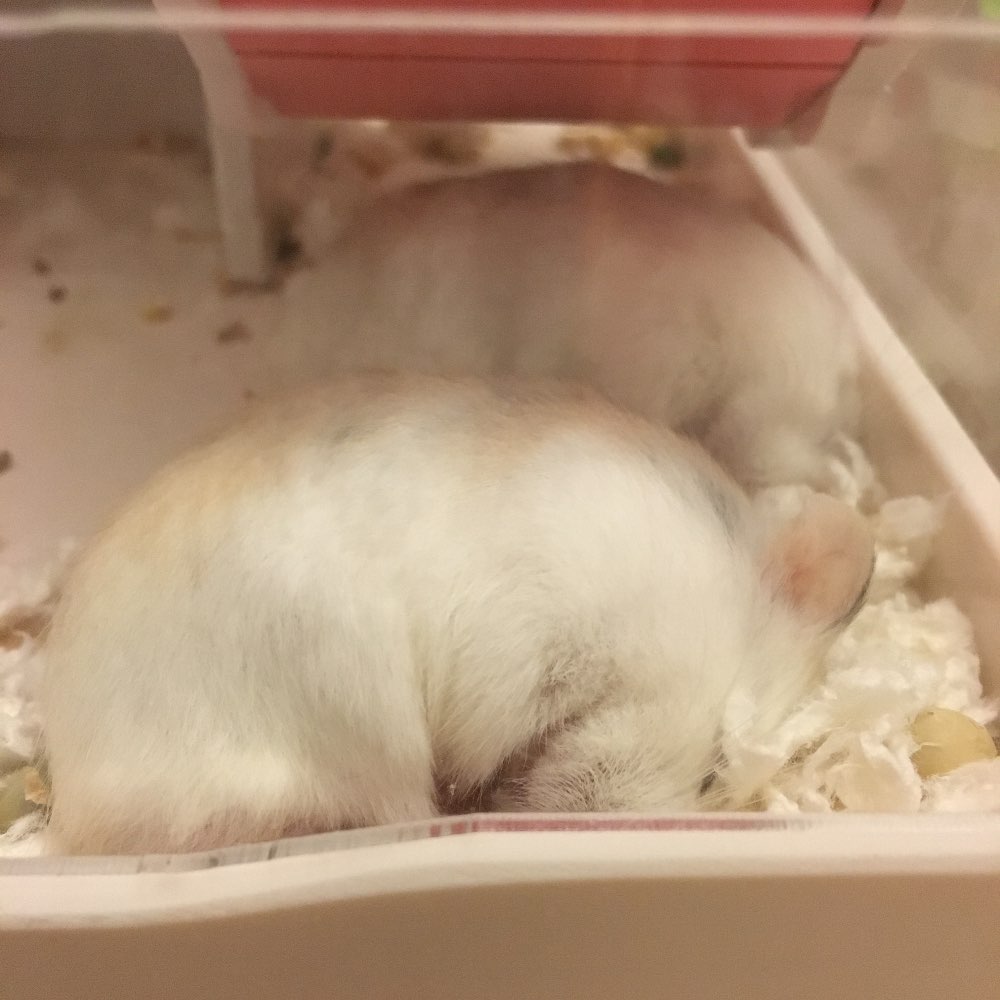 仓鼠各种睡姿的意义（这八种睡姿不是生病了而是呼呼大睡）
