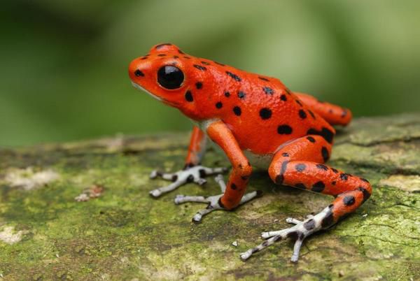 草莓箭毒蛙是全球最美丽的青蛙,同时也是毒性最强的物种之一.