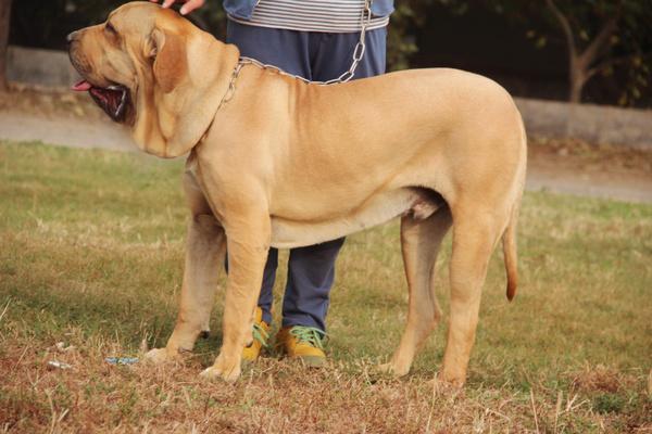 萌宠世界杯半决赛(世界杯各国名犬大PK！德国、西班牙、阿根廷欲哭无泪！沙特笑喷了)