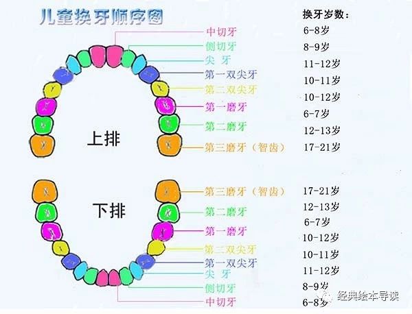 送给或迟或早长牙或换牙的孩子——《老鼠牙仙》导读