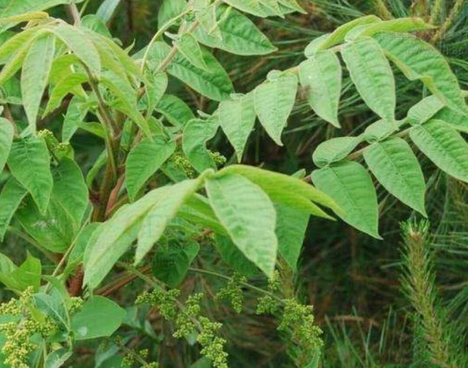 干漆功效与作用-我的快乐小窝