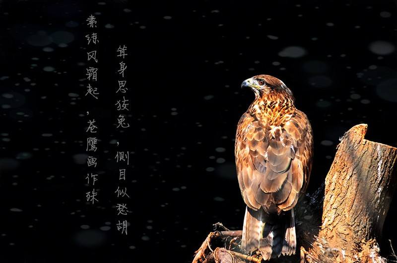 杜甫的《画鹰》,就是一首极好的题画诗."素练风霜起,苍鹰画作殊.