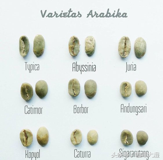 咖啡豆种类都有哪些（详解11个最常见的咖啡豆种）