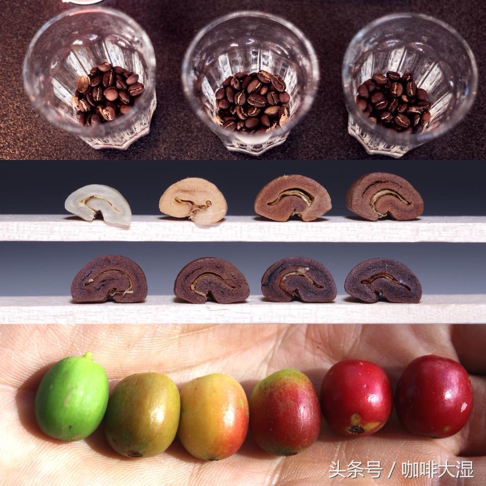 咖啡豆种类都有哪些（详解11个最常见的咖啡豆种）