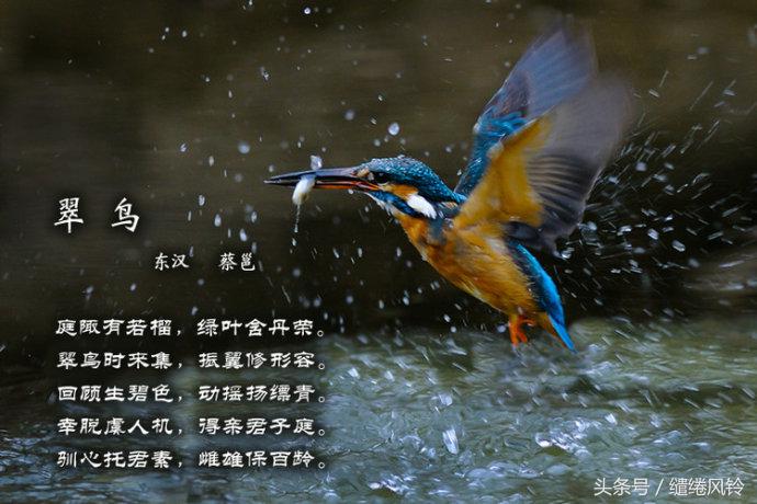 晴空一鹤排云上，便引诗情到碧霄——中国古诗词《咏鸟篇》鉴赏！
