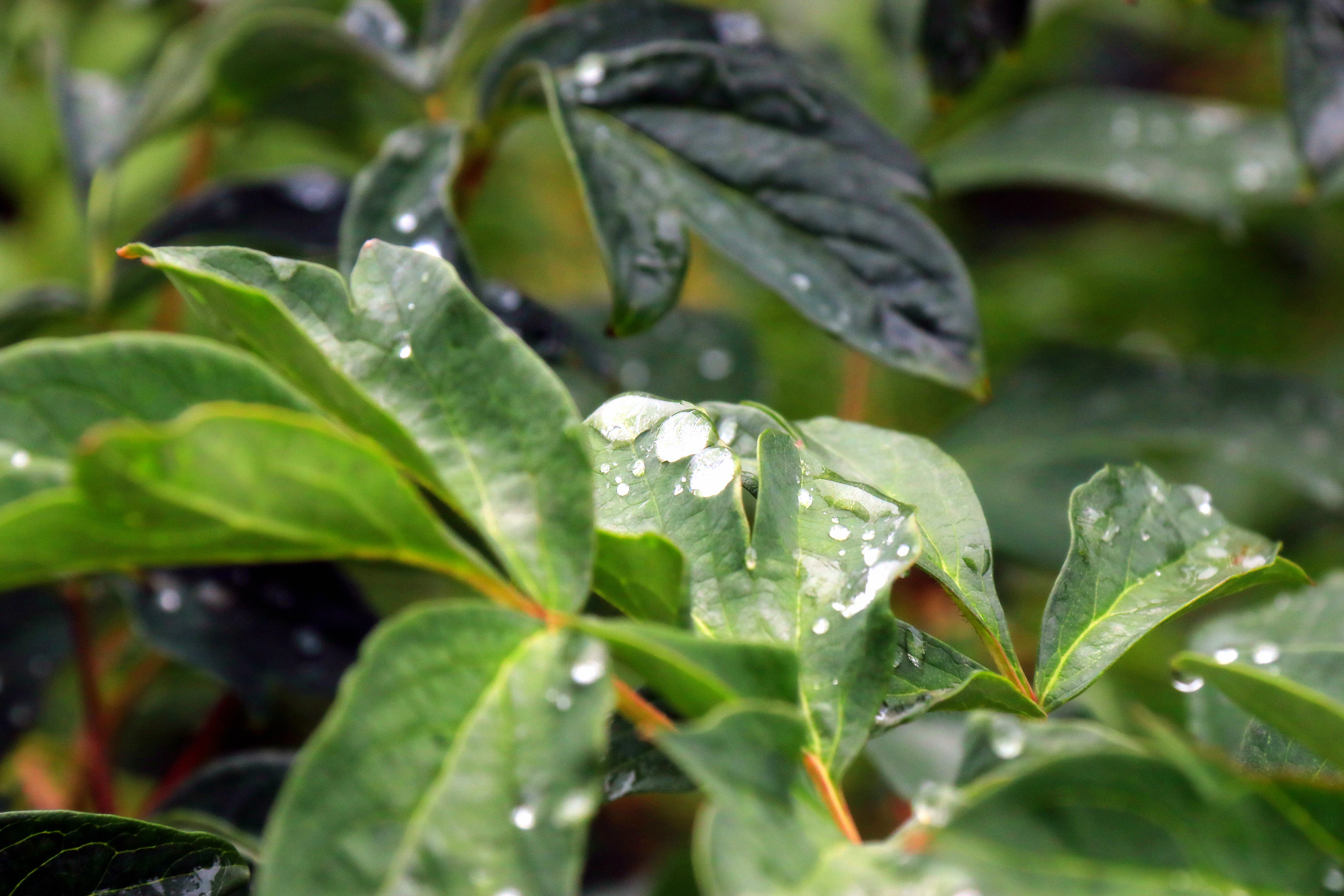 《落叶他乡树,寒灯独夜人》雨季《凉意》