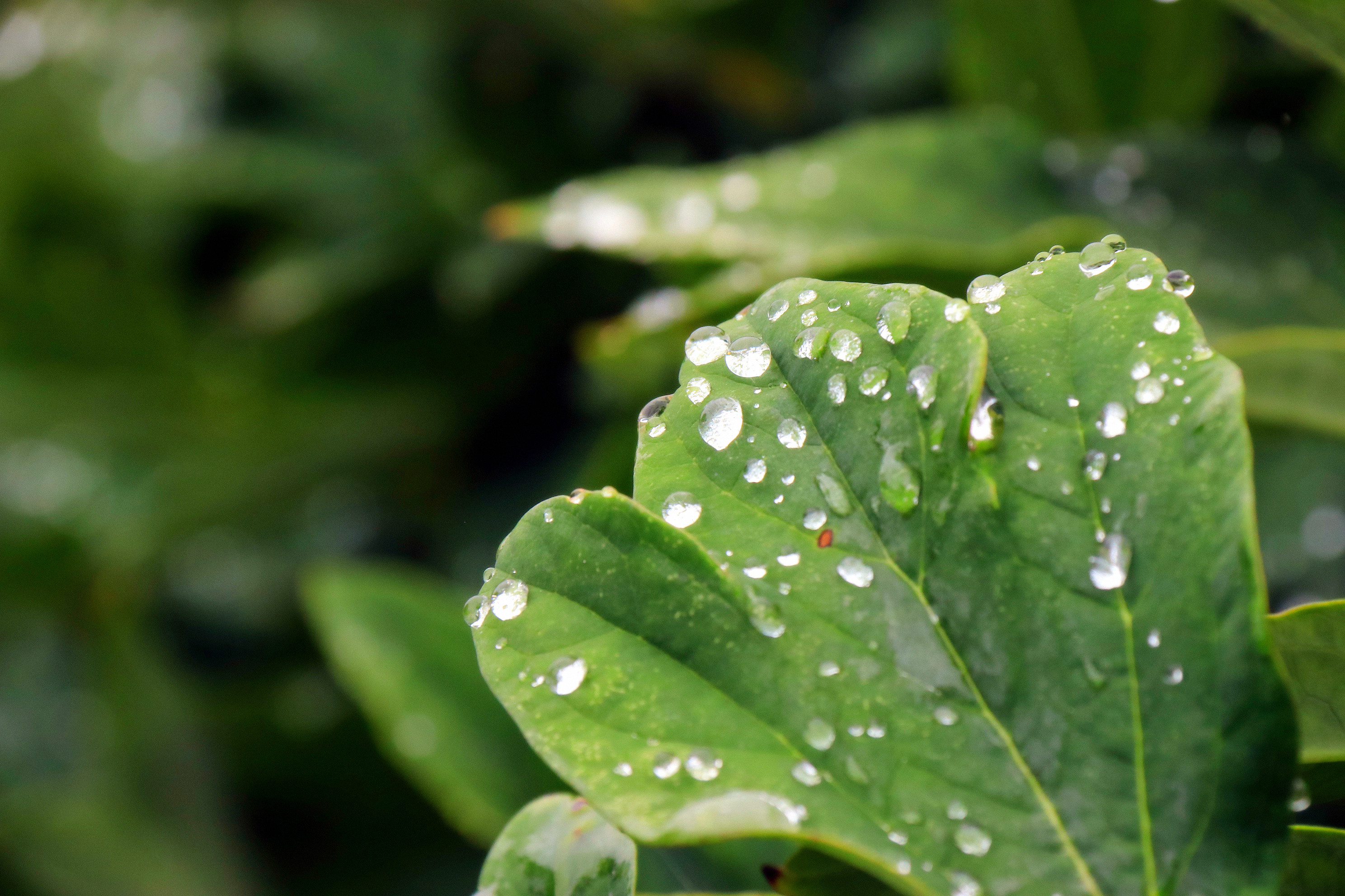 《落叶他乡树,寒灯独夜人》雨季《凉意》