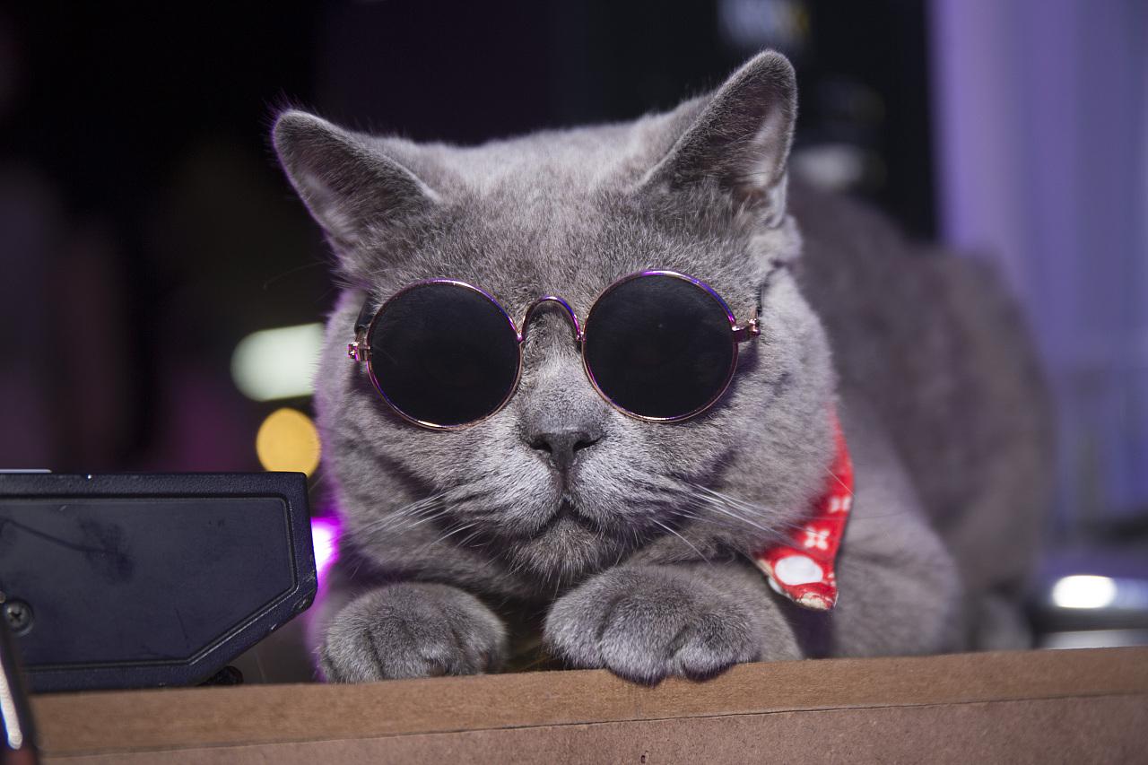 新手养猫攻略，养猫前须知的注意事项