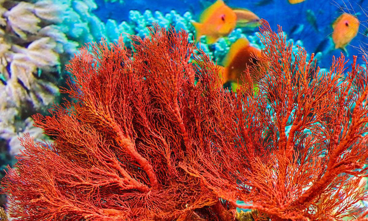 《说文解字》第33课:珊瑚如果生在陆地时叫什么?