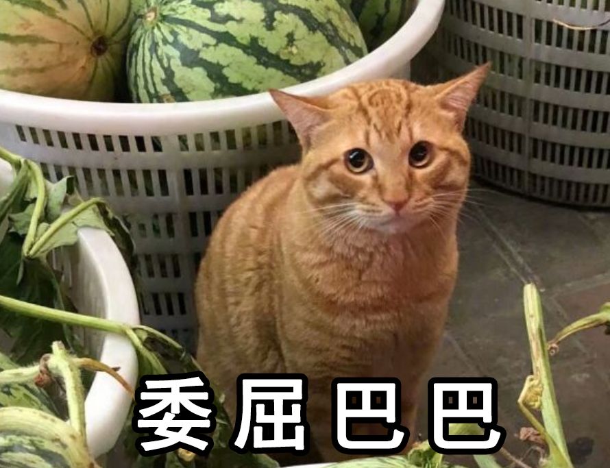 橘猫世界杯输猫粮(猫粮都输光了，橘猫只能靠卖瓜为生，委屈巴巴引众人围观)