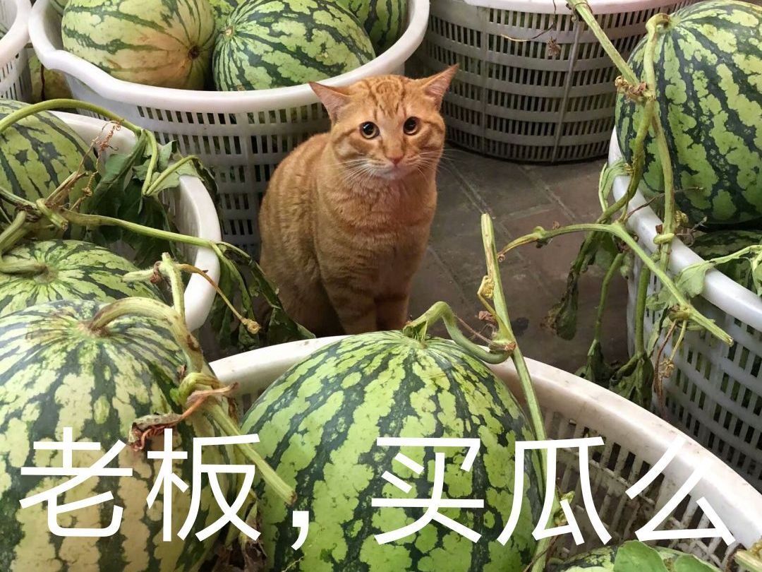 橘猫世界杯输猫粮(猫粮都输光了，橘猫只能靠卖瓜为生，委屈巴巴引众人围观)