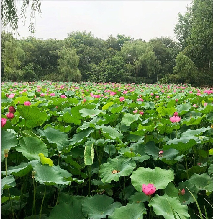 茱萸湾在江都什么地方（茱萸湾位于扬州城区东北郊湾头镇）