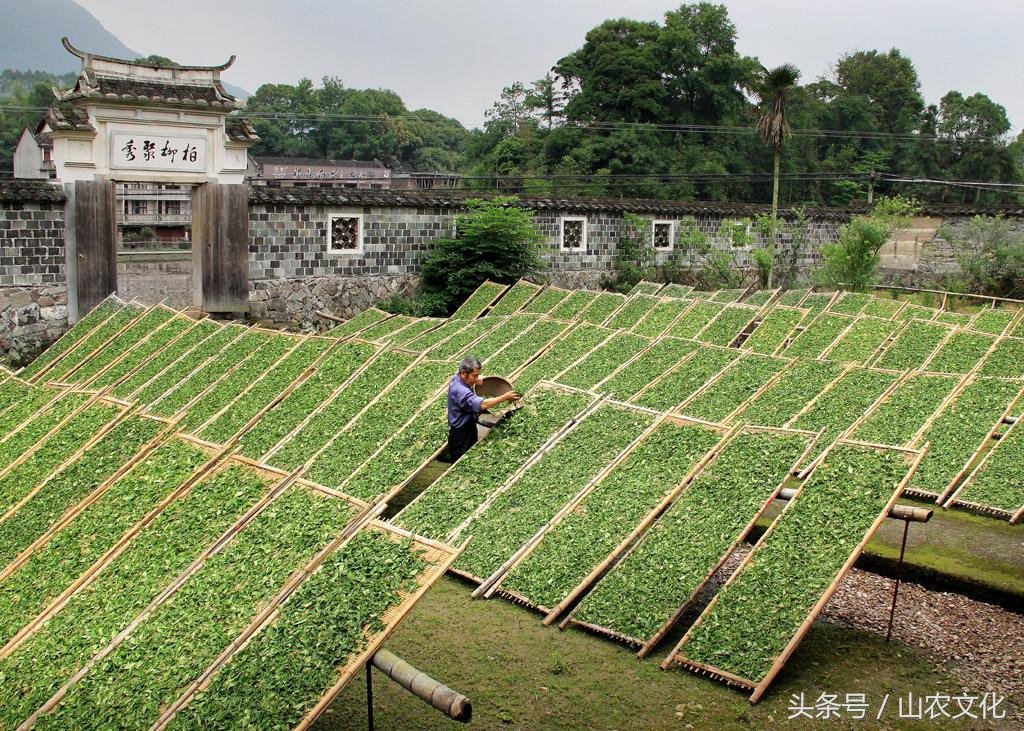 福鼎白茶产地在哪里（一文详解福鼎白茶产地的四个产地）