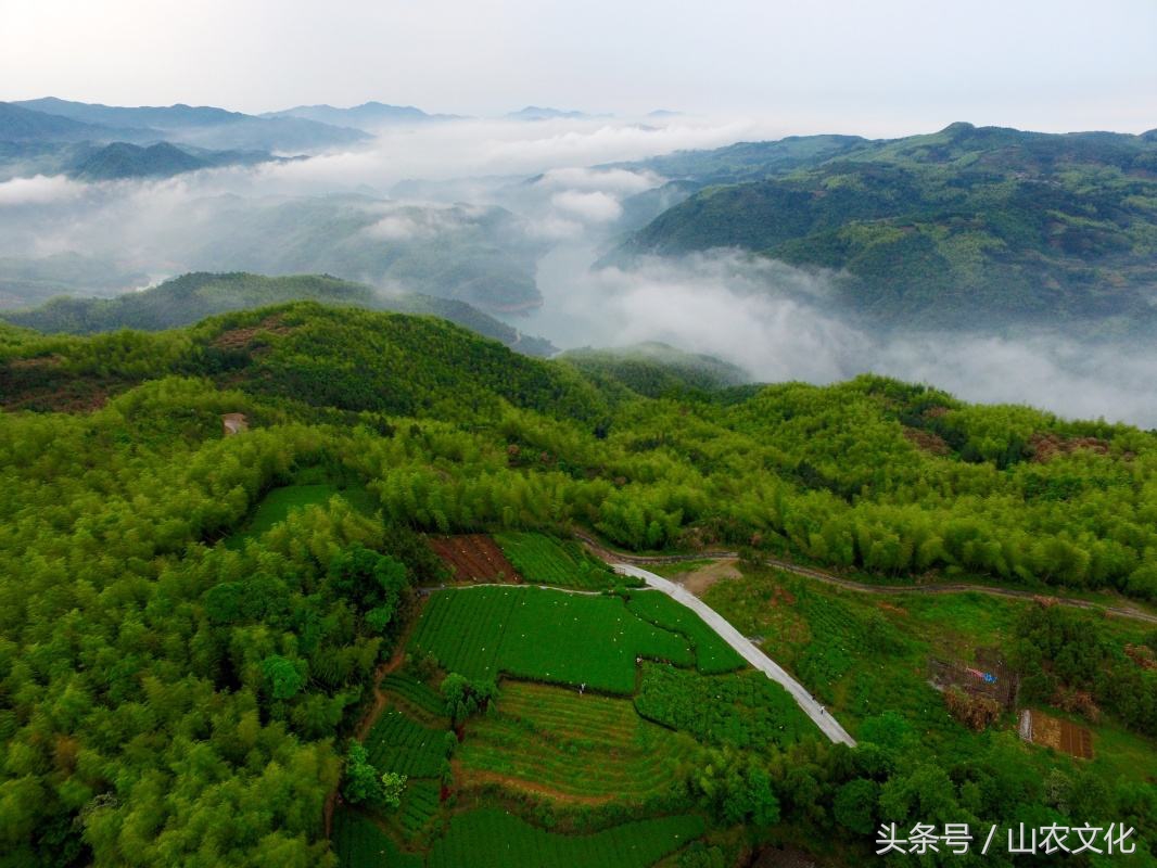 福鼎白茶产地在哪里（一文详解福鼎白茶产地的四个产地）