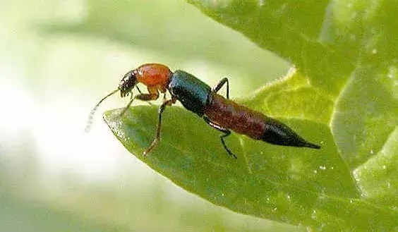甲虫大全名称及图片大全(这些虫子虽然个子小，但咱还真不能小瞧了它们)
