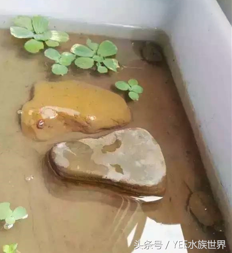 泥水养龟包治百病？拒绝一切腐皮烂甲！