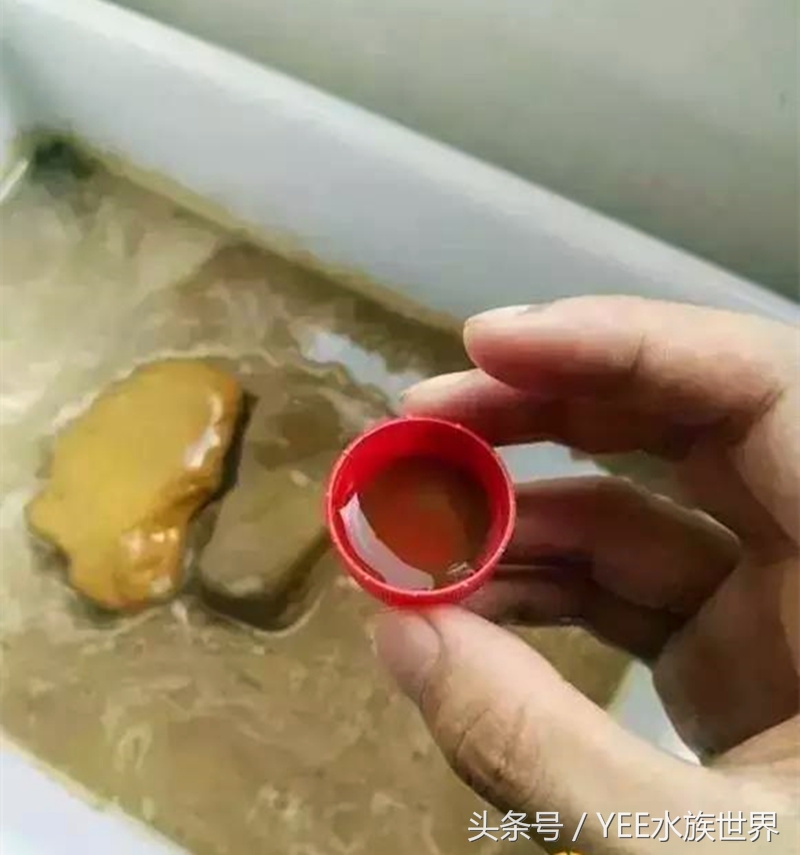 泥水养龟包治百病？拒绝一切腐皮烂甲！