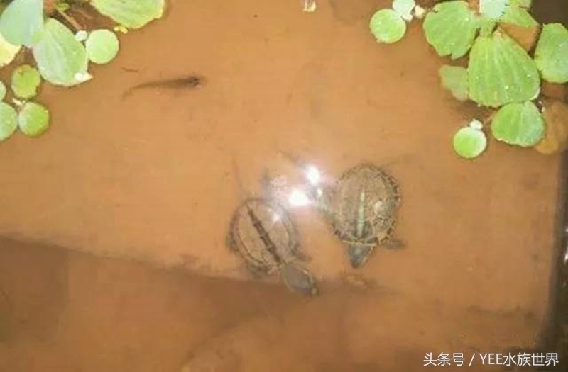泥水养龟包治百病？拒绝一切腐皮烂甲！