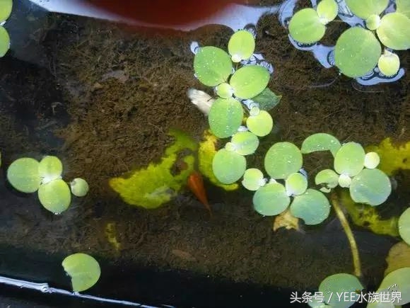 泥水养龟包治百病？拒绝一切腐皮烂甲！