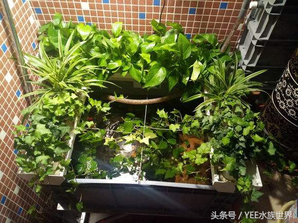 泥水养龟包治百病？拒绝一切腐皮烂甲！