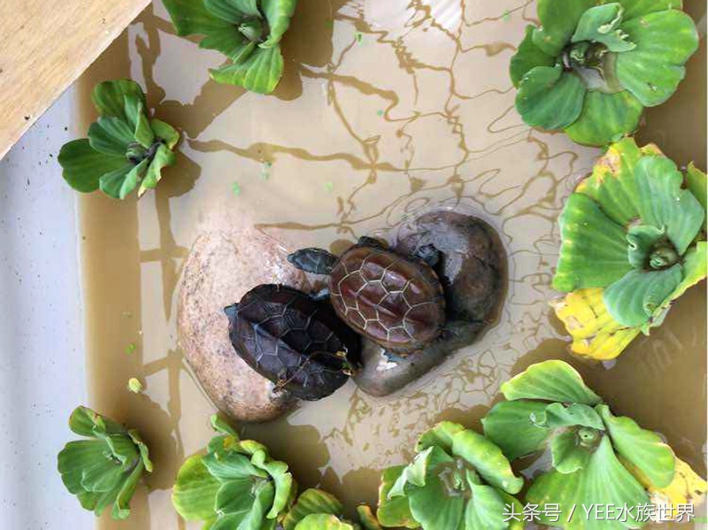 泥水养龟包治百病？拒绝一切腐皮烂甲！