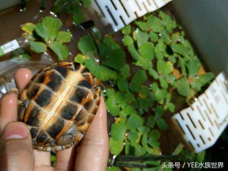 泥水养龟包治百病？拒绝一切腐皮烂甲！
