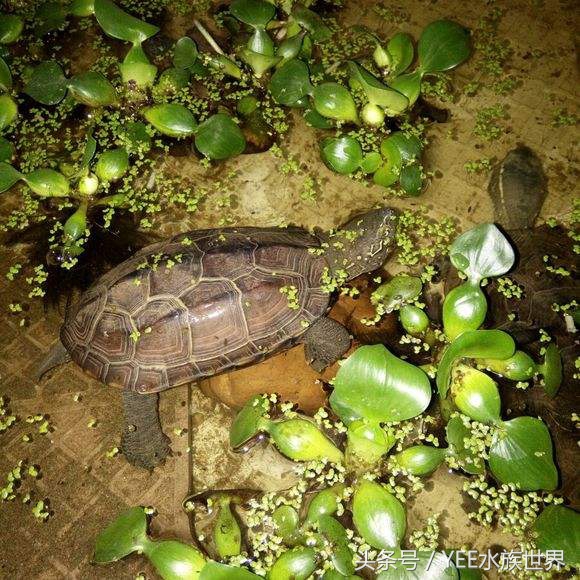 泥水养龟包治百病？拒绝一切腐皮烂甲！