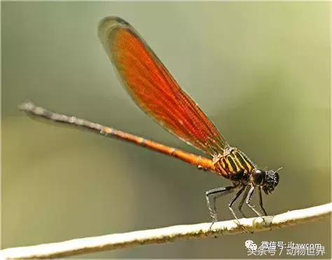 蜻蜓别名(五颜六色的“小蜻蜓”-豆娘)