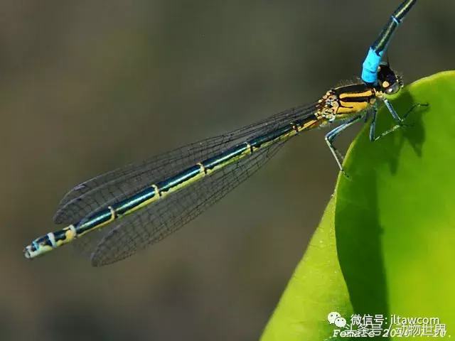 蜻蜓别名(五颜六色的“小蜻蜓”-豆娘)