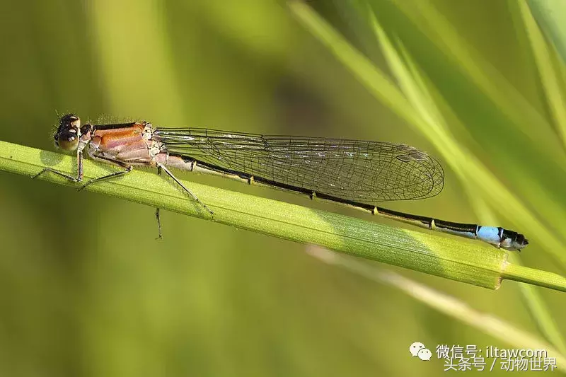 蜻蜓别名(五颜六色的“小蜻蜓”-豆娘)