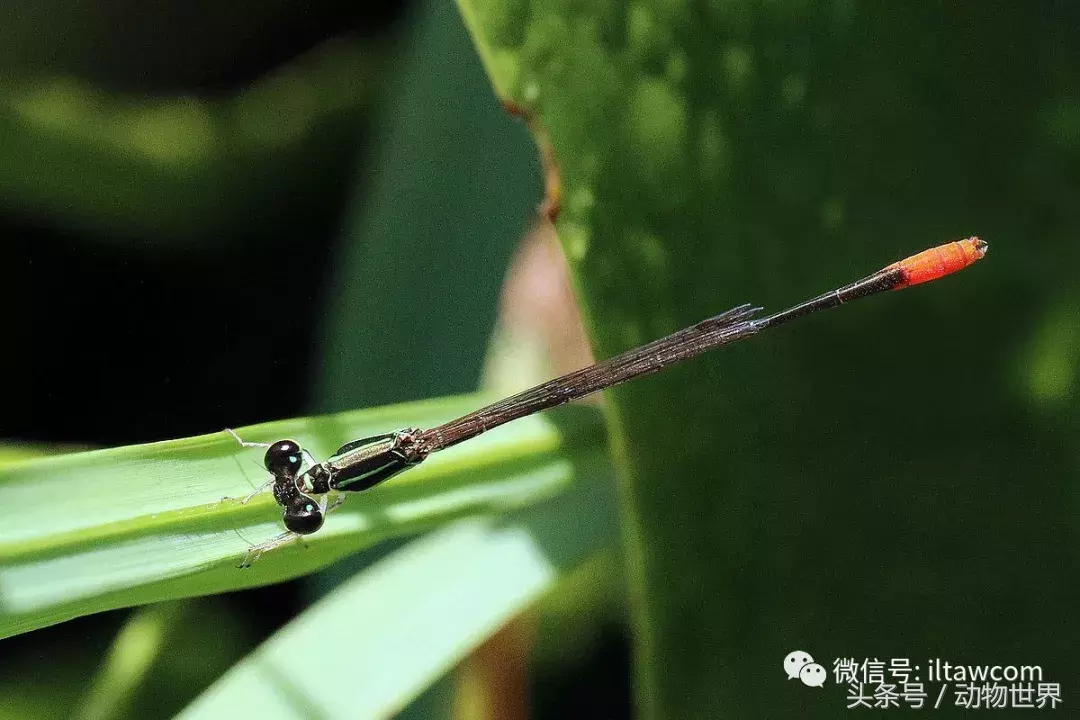 蜻蜓别名(五颜六色的“小蜻蜓”-豆娘)