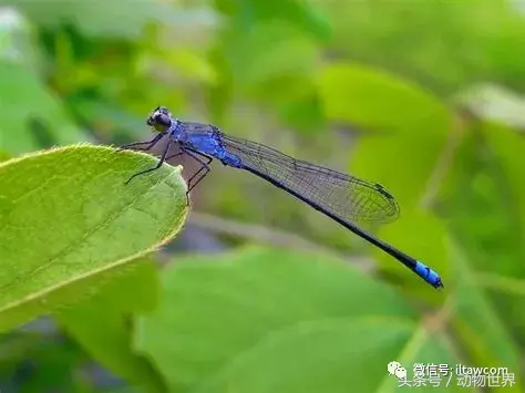 蜻蜓别名(五颜六色的“小蜻蜓”-豆娘)