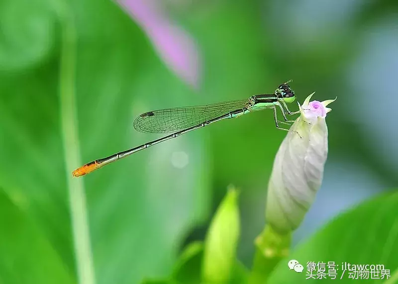 蜻蜓别名(五颜六色的“小蜻蜓”-豆娘)