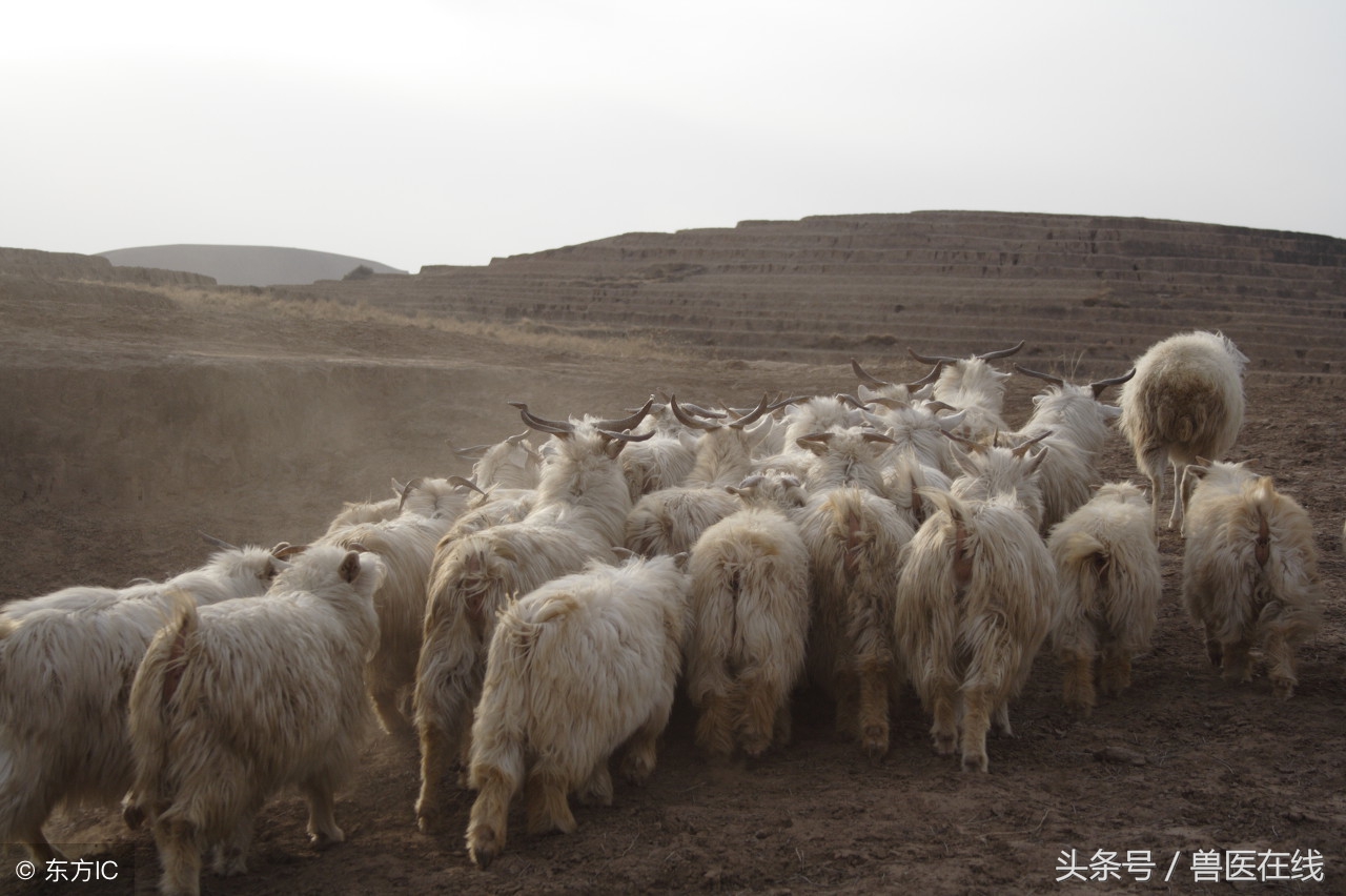 羊价还涨吗？网友报价 全国最新活羊价格！