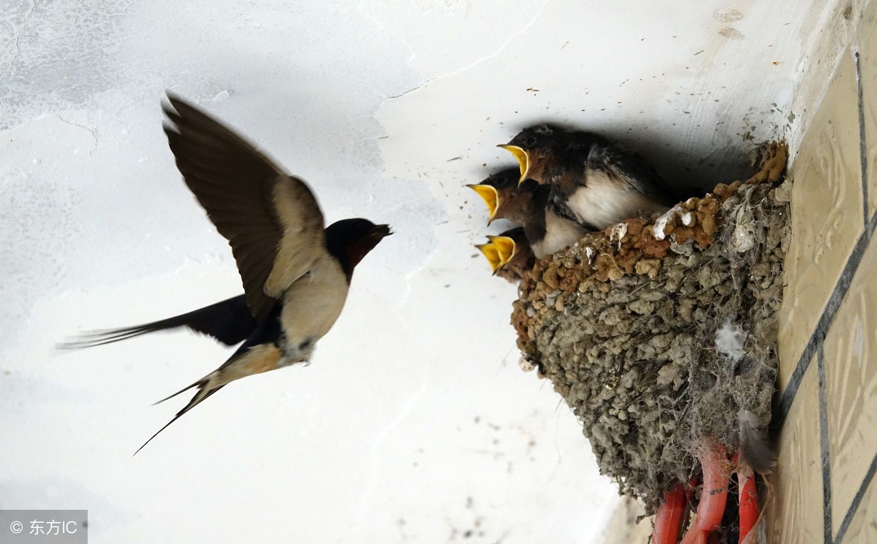 农村家庭里,每年都会有燕子来搭窝,是好事吗?有什么寓意?