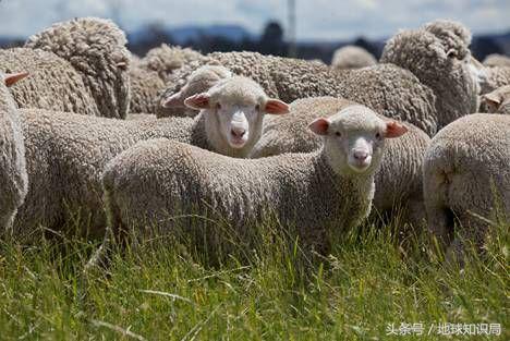 比利时和英格兰（英格兰和比利时是怎么从好兄弟变成对手的｜地球知识局）