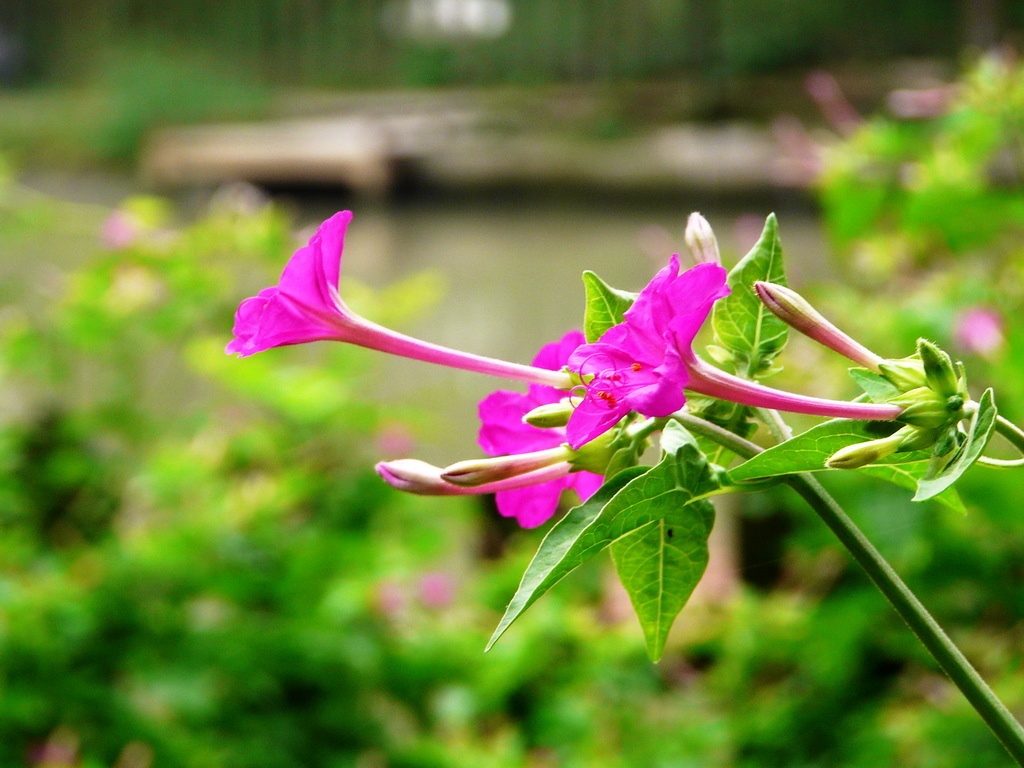 辛弃疾：惜春常怕花开早