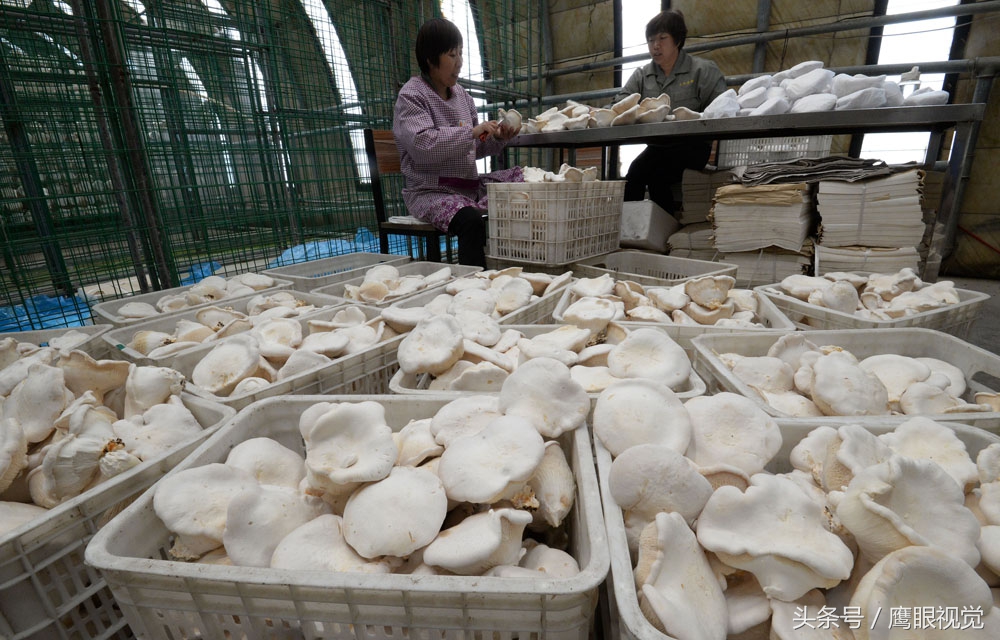 她们就是一家白灵菇种植基地的农民,因为白灵菇的生长环境需要,所以