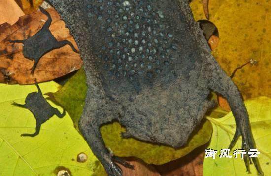 电影琵琶蟾蜍好看吗