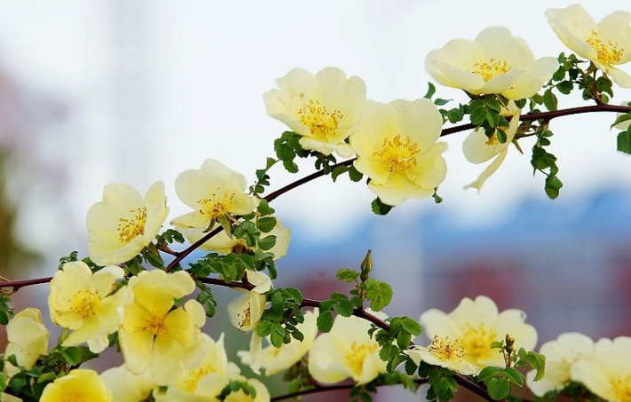 棠棣花开是什么意思棣棠花诗词