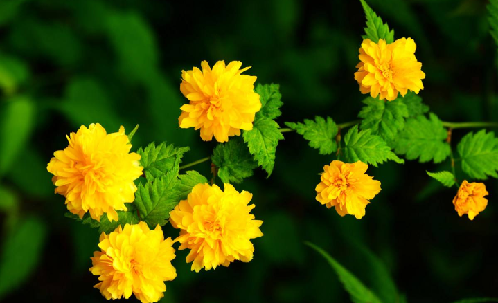 棠棣花开是什么意思棣棠花诗词