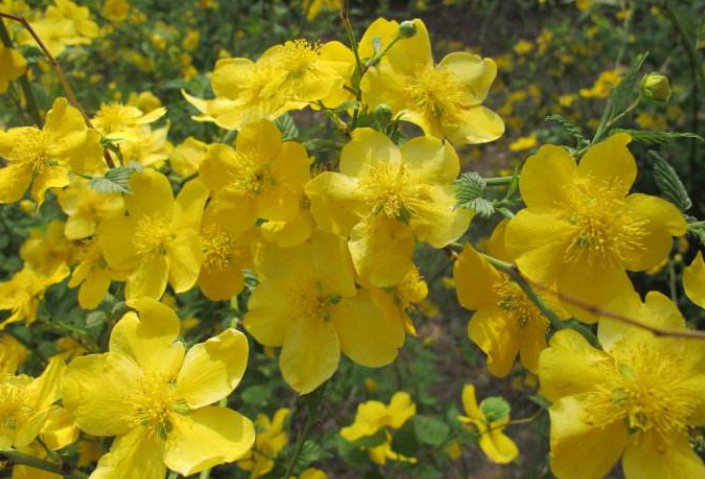 棠棣花开是什么意思棣棠花诗词