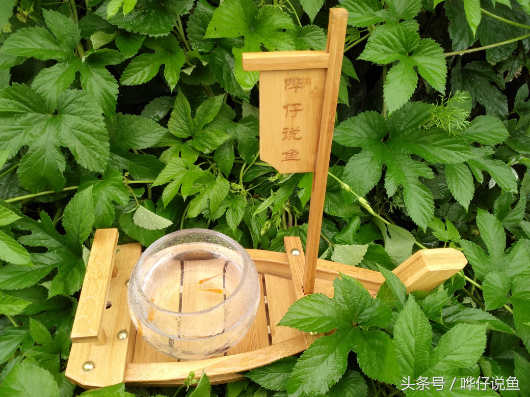 巧克力娃娃,巧克力娃娃鱼