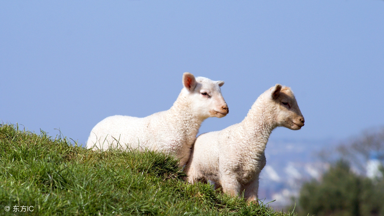 现在活羊价格怎么样？7月17日全国羊肉最新报价行情汇总