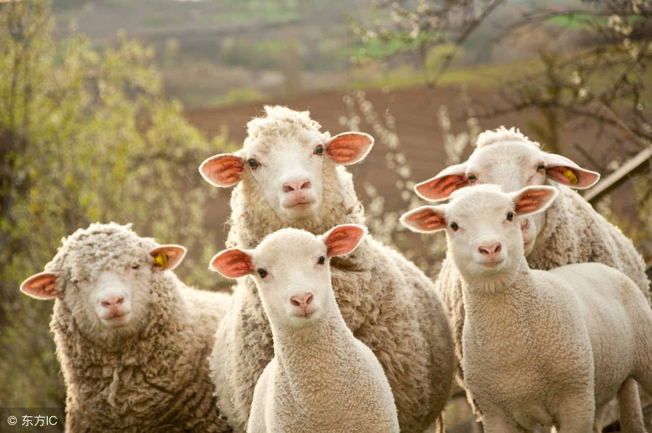 现在活羊价格怎么样？7月17日全国羊肉最新报价行情汇总