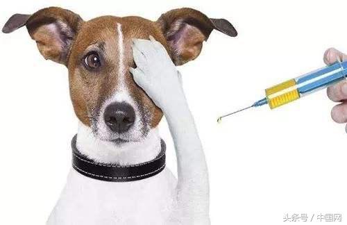 狂犬病疫苗造假，何止“良心去哪儿了”？