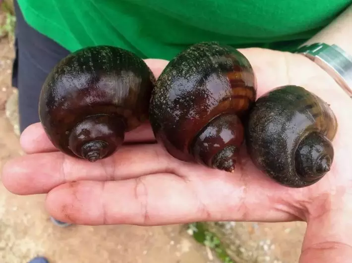 这种螺千万别吃,一颗就有可能致命!快告诉家人